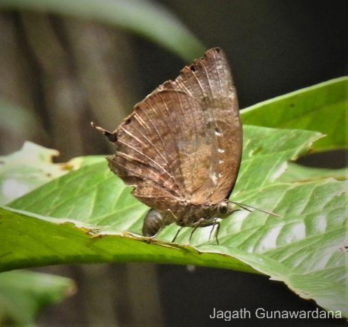 Arhopala centaurus Doubleday, 1847